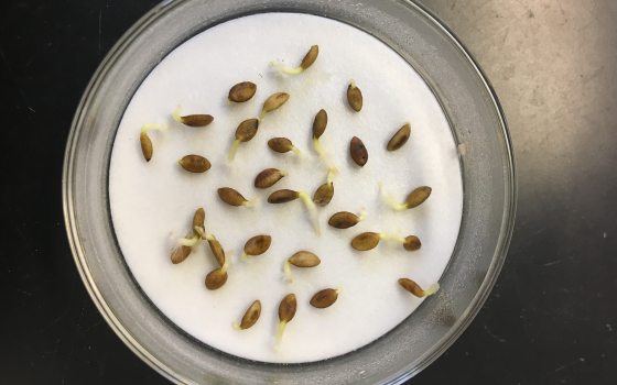 Two dozen small sprouting seeds in a glass bowl. 